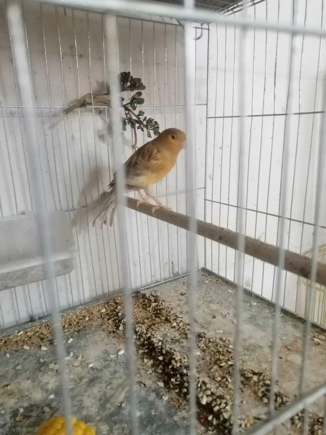 قناری|پرنده|زرند, |دیوار