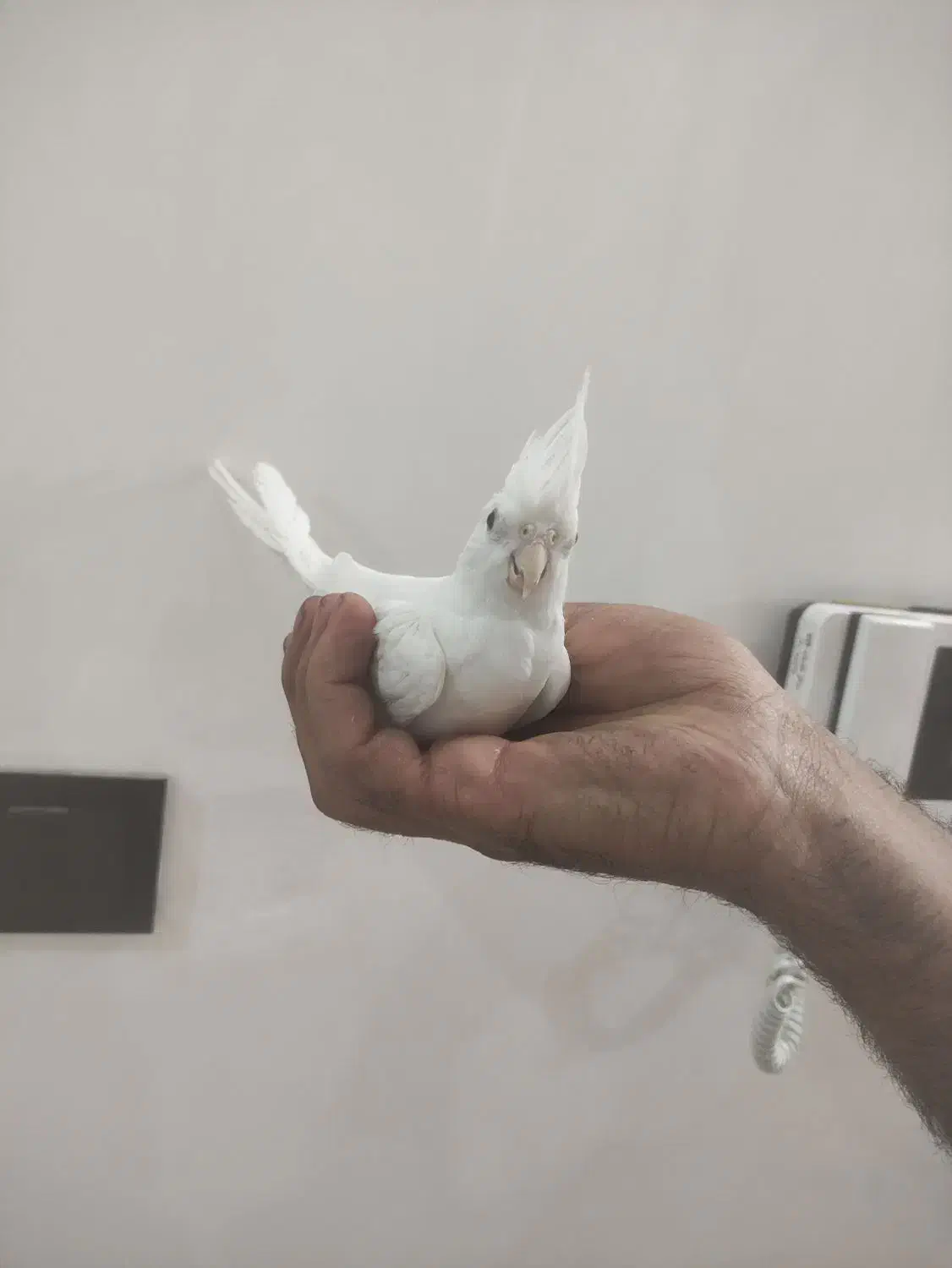 عروس هلندی البینو|پرنده|مشهد, کشف|دیوار