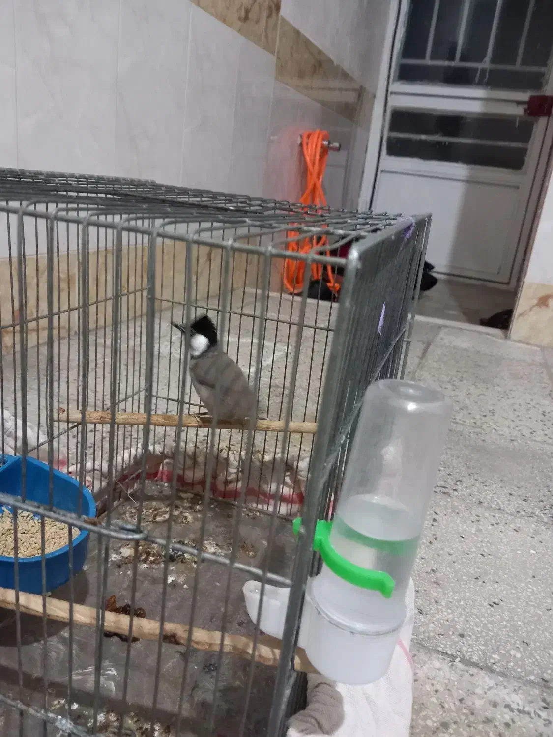 سهره|پرنده|قم, شاد قلی|دیوار