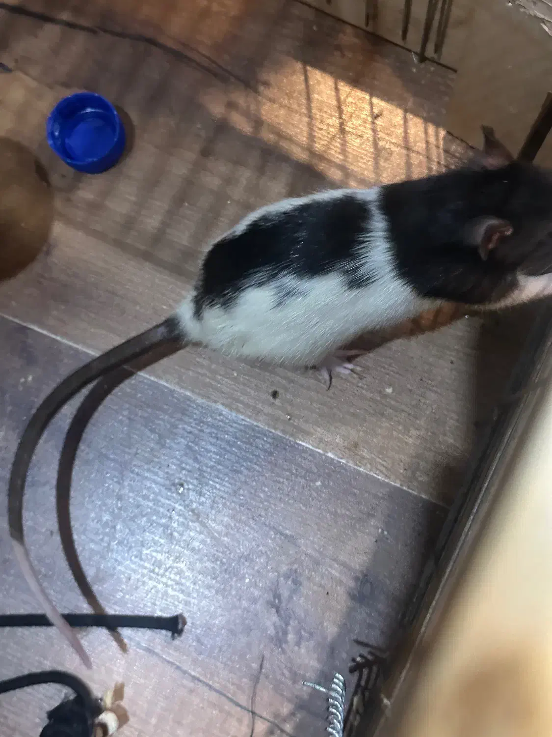 موش سراشپز|موش و خرگوش|رشت, بلوار گیلان|دیوار