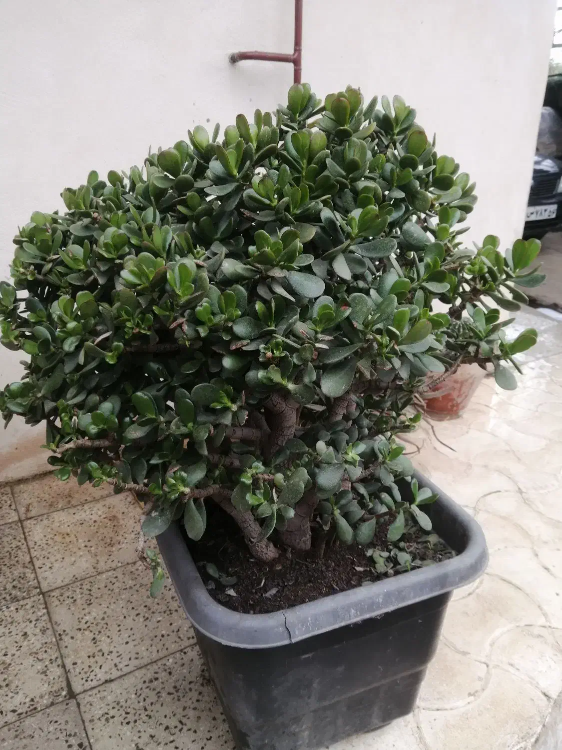 فروش درختچه کراسولا آواتا (یشم)|گل و گیاه طبیعی|اسالم, |دیوار