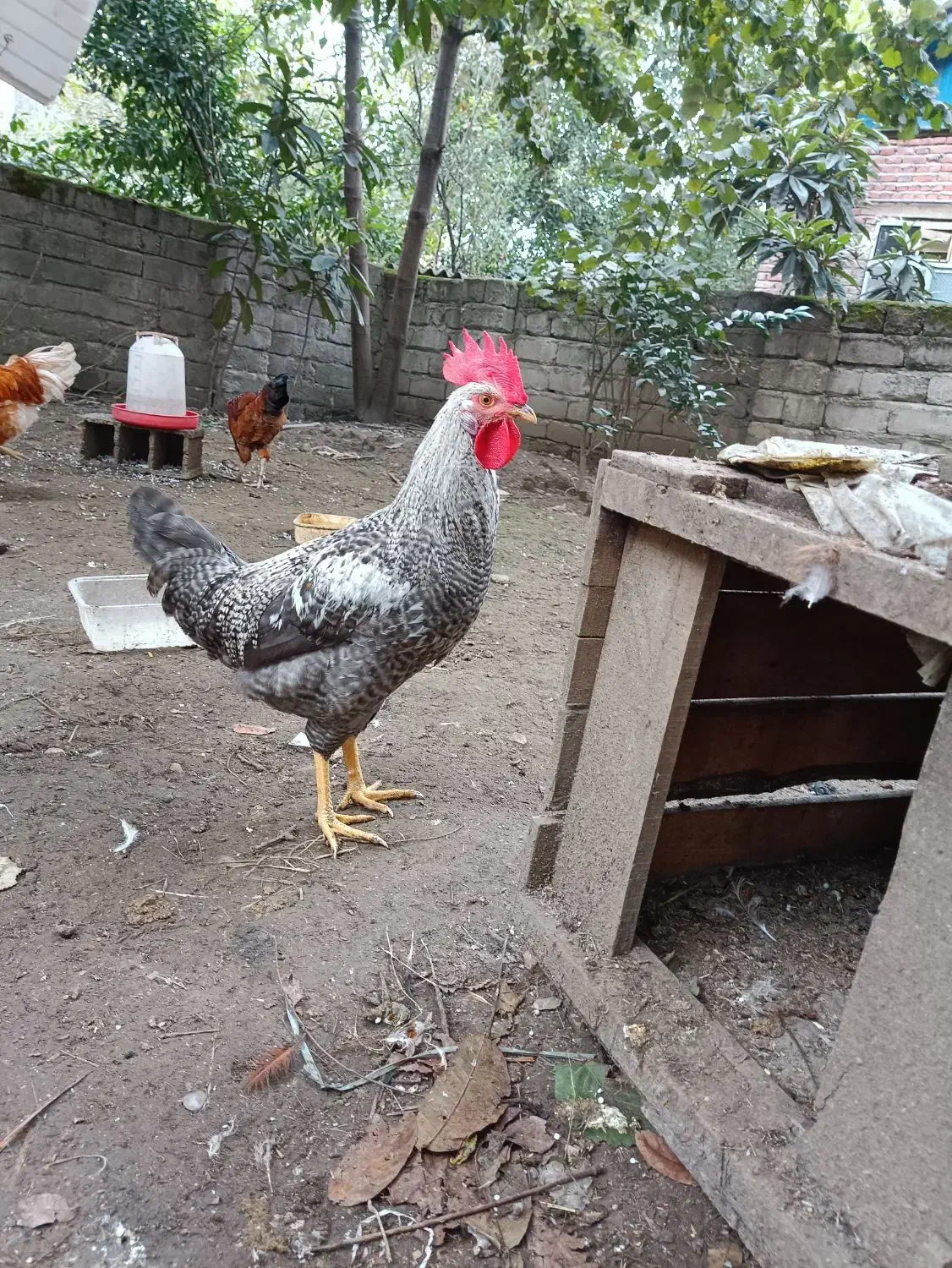 فروش جوجه خروس سالم و سرحال نژاد دار|حیوانات مزرعه|امامزاده عبدالله, |دیوار