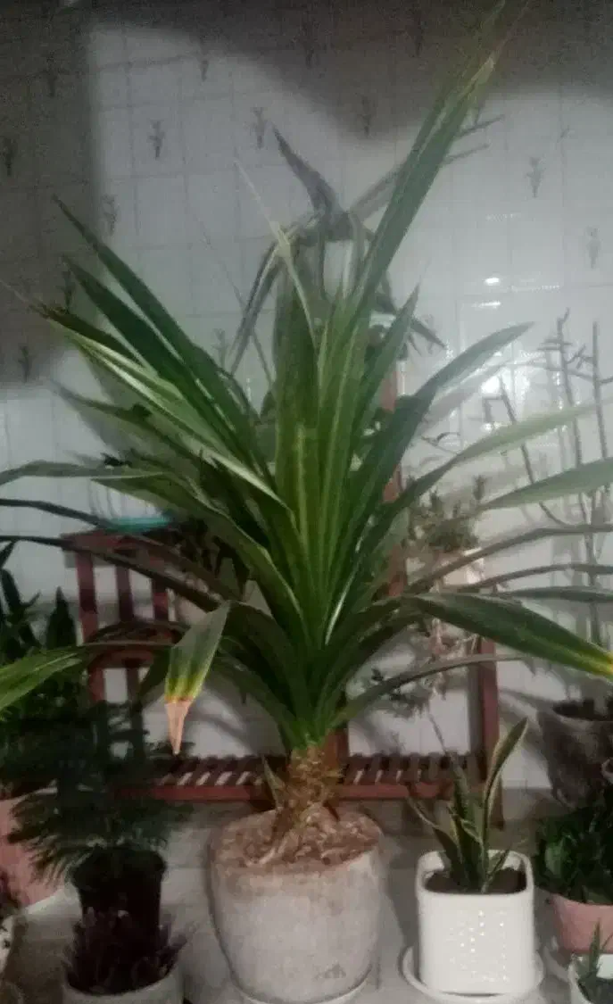 گیاه پاندانوس چند ساله بزرگ|گل و گیاه طبیعی|لالجین, |دیوار