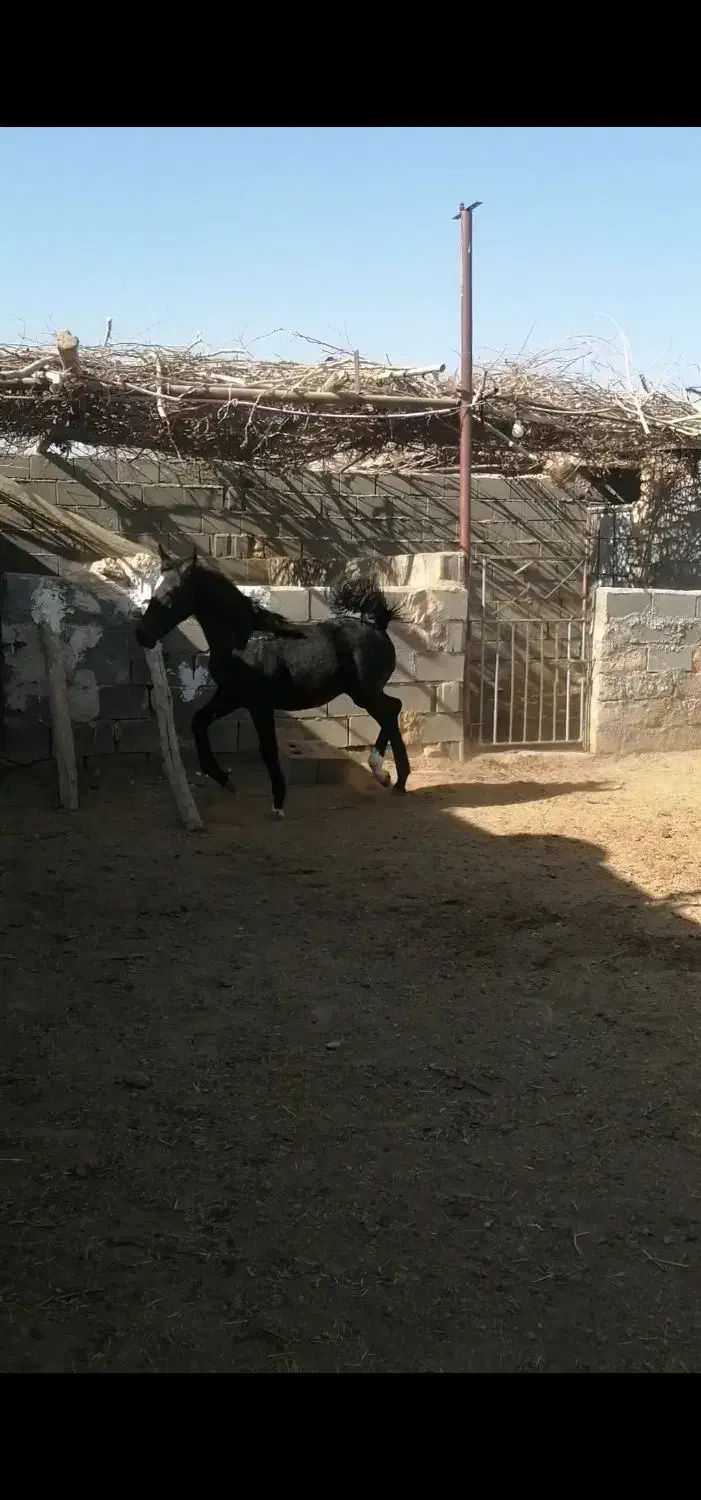 کره نریون دره شوری|اسب و تجهیزات اسب‌سواری|مهریز, |دیوار