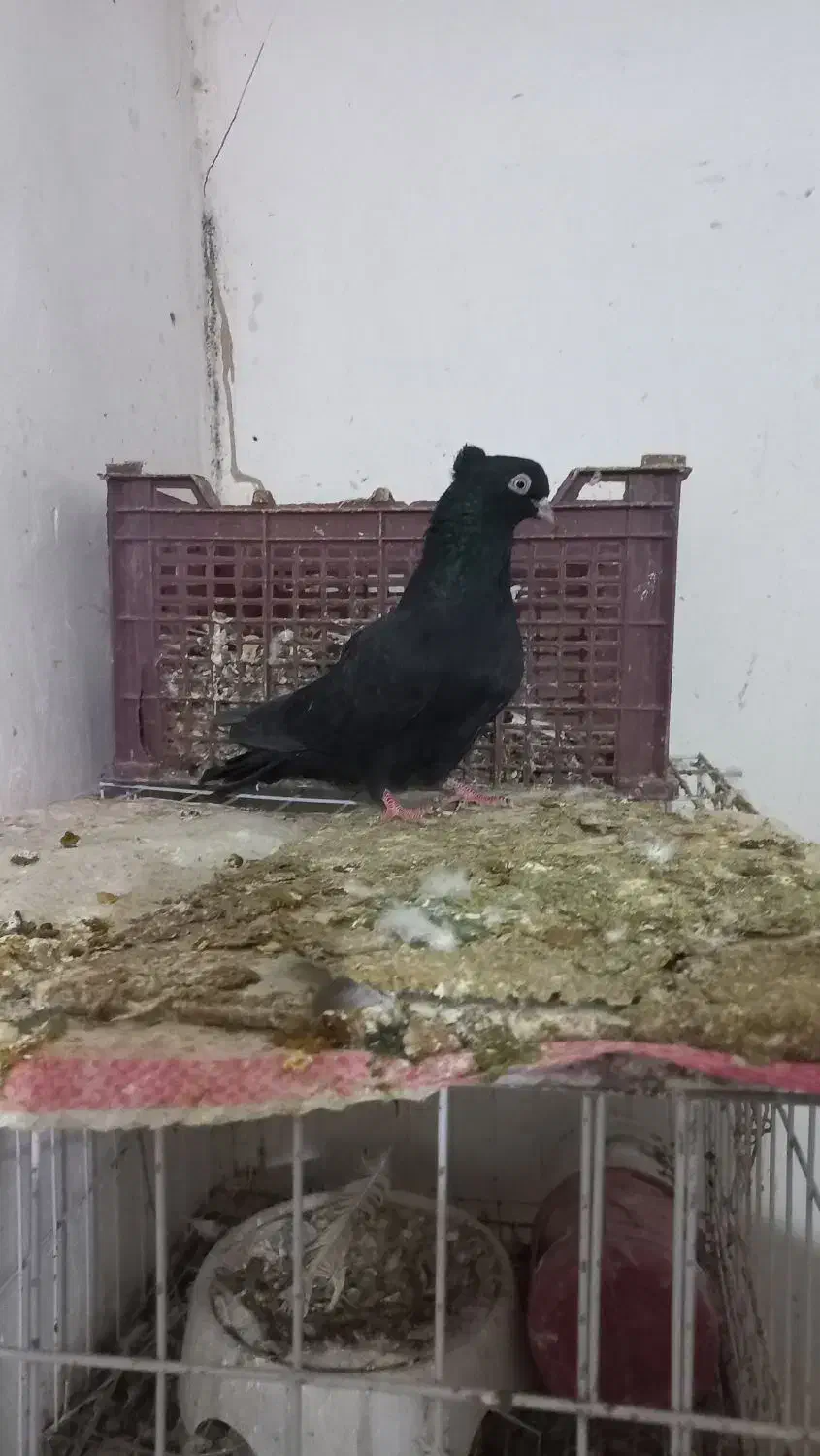 کفتر دم سفید وپرشی|پرنده|یزد, |دیوار