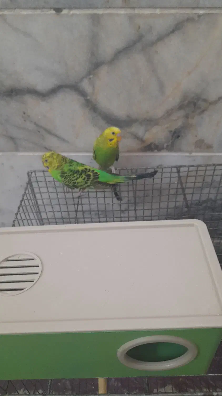 مرغ عشق|پرنده|یزد, |دیوار