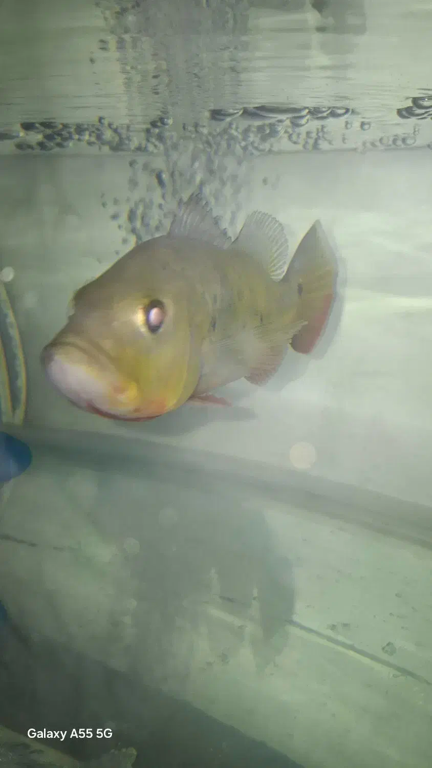 آکواریوم|ماهی|مشهد, امیر المومنین|دیوار