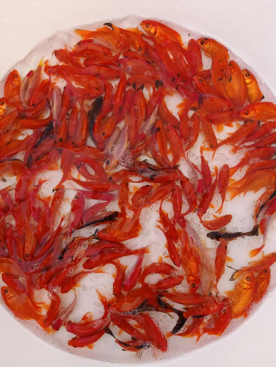 ماهی قرمز|ماهی|سنگر, |دیوار