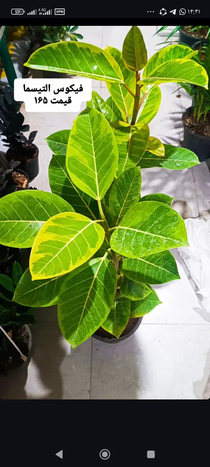 فروش انواع گل و گیاه و گلدان به قیمت اقتصادی|گل و گیاه طبیعی|شیراز, گلدشت معالی‌آباد|دیوار