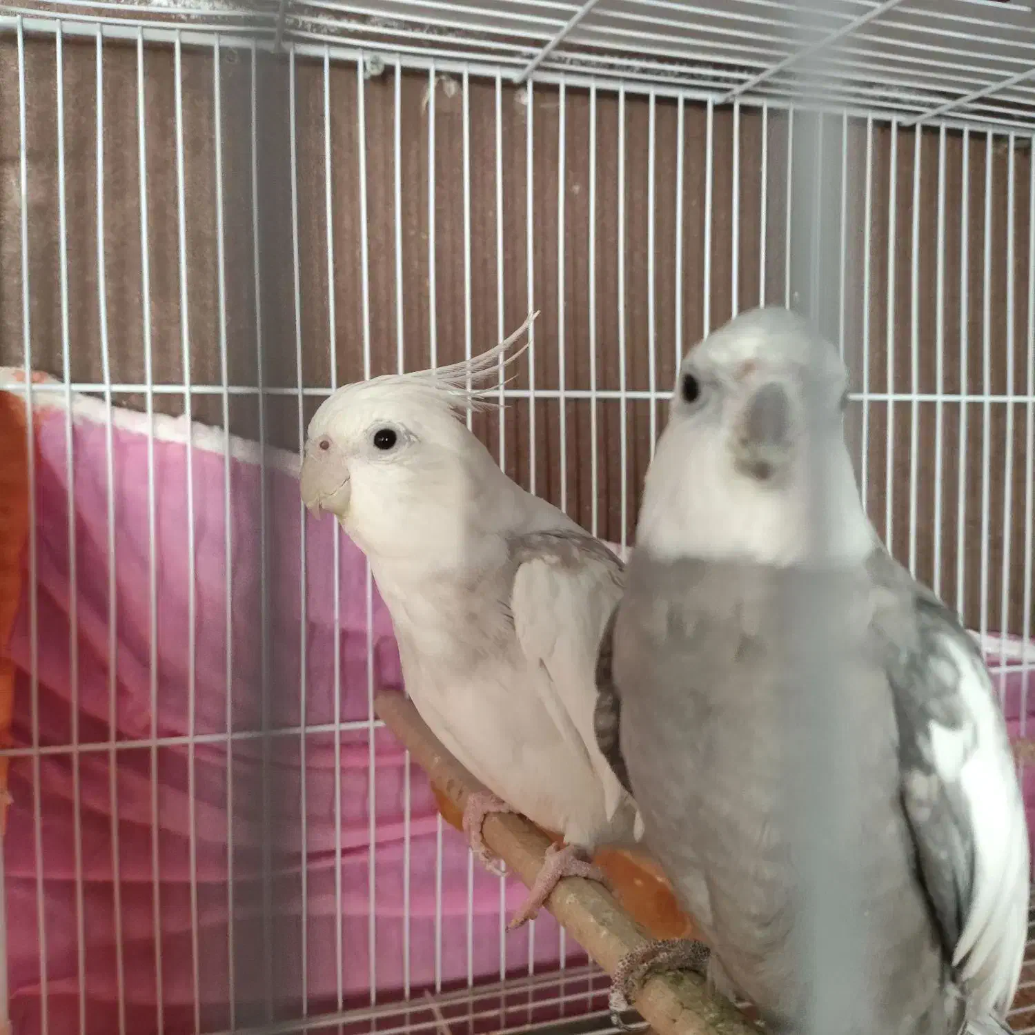 عروس هلندی دوکت و وایت فیس مولد|پرنده|مشهد, چهارچشمه|دیوار