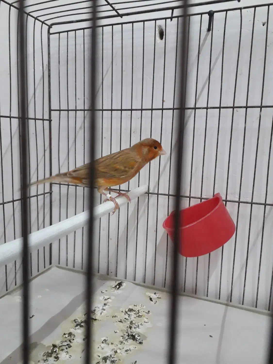 قناری شتری مست|پرنده|مرودشت, بیست متری بیمارستان|دیوار