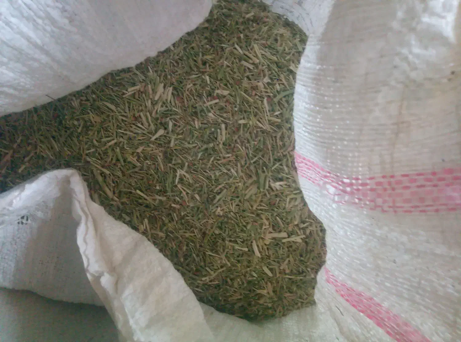 خارشتر نرم وسبز و دونه دار|حیوانات مزرعه|قوچان, |دیوار