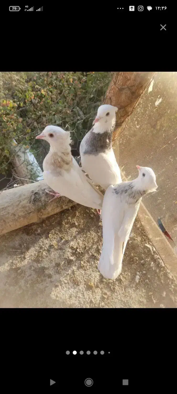 طوقی درجه یک|پرنده|بروجن, |دیوار