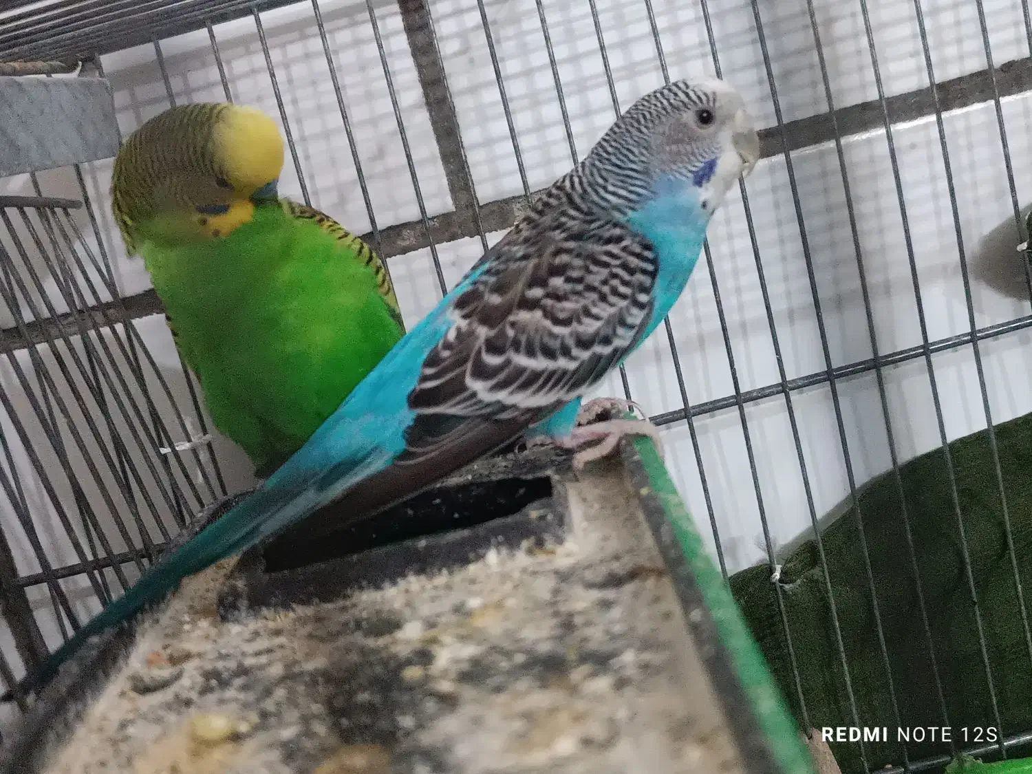 مرغ عشق جفت|پرنده|محلات, |دیوار