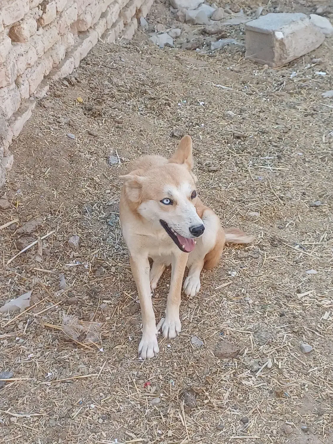 سگ هاسکی ماده|سگ|فسا, |دیوار