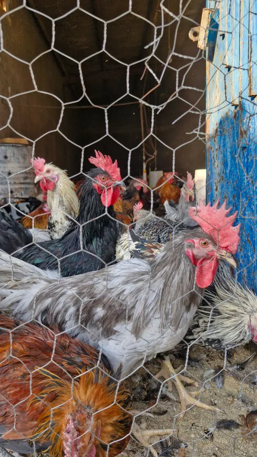 خروس محلی|حیوانات مزرعه|محمدیه-قزوین, |دیوار