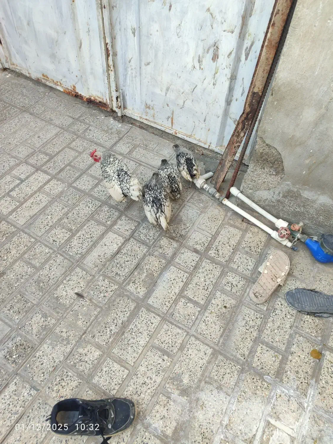 مرغ وخروس|حیوانات مزرعه|جوادآباد, |دیوار