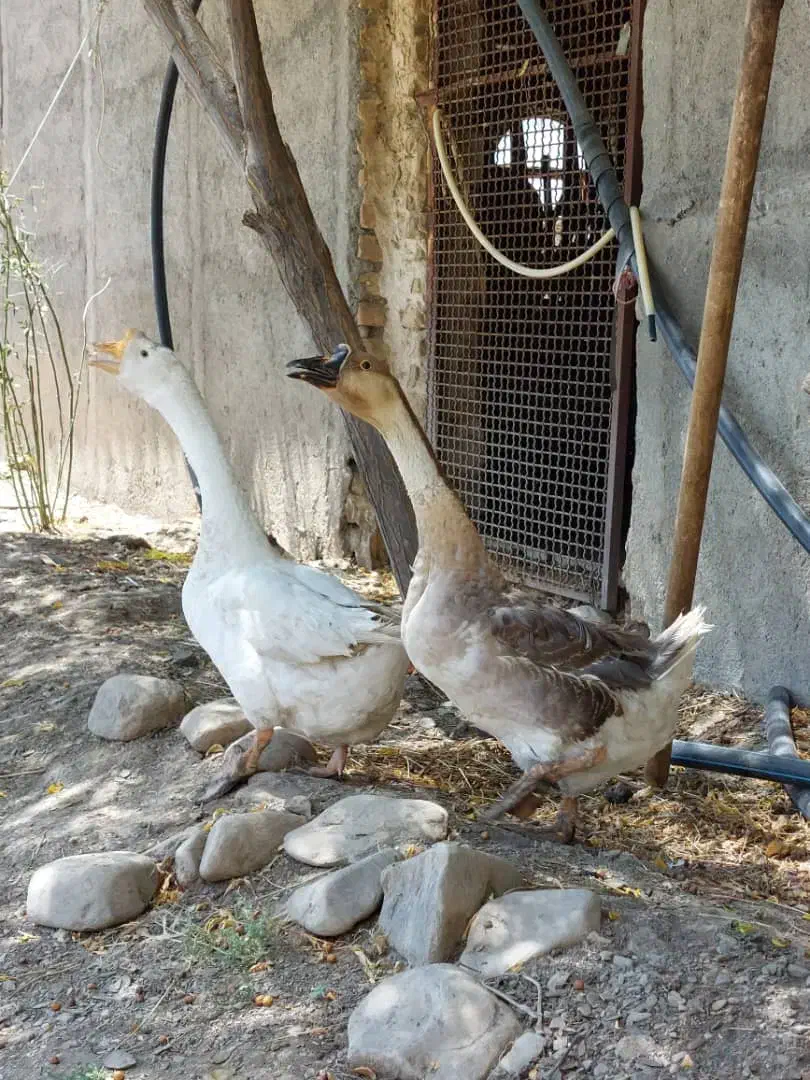 قوغاز|حیوانات مزرعه|طرقبه, |دیوار