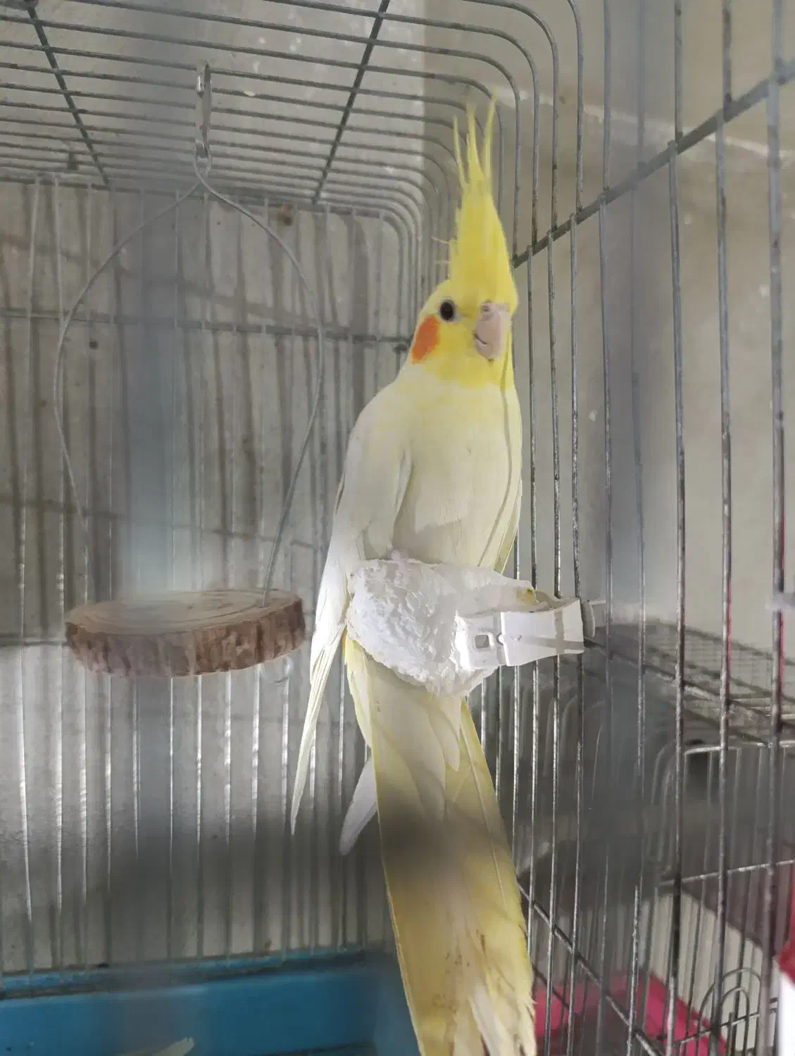 5 جفت عروس و 4عدد گرینچیک 8عدد جوجه عروس|پرنده|قرچک, شهرک الحدید|دیوار