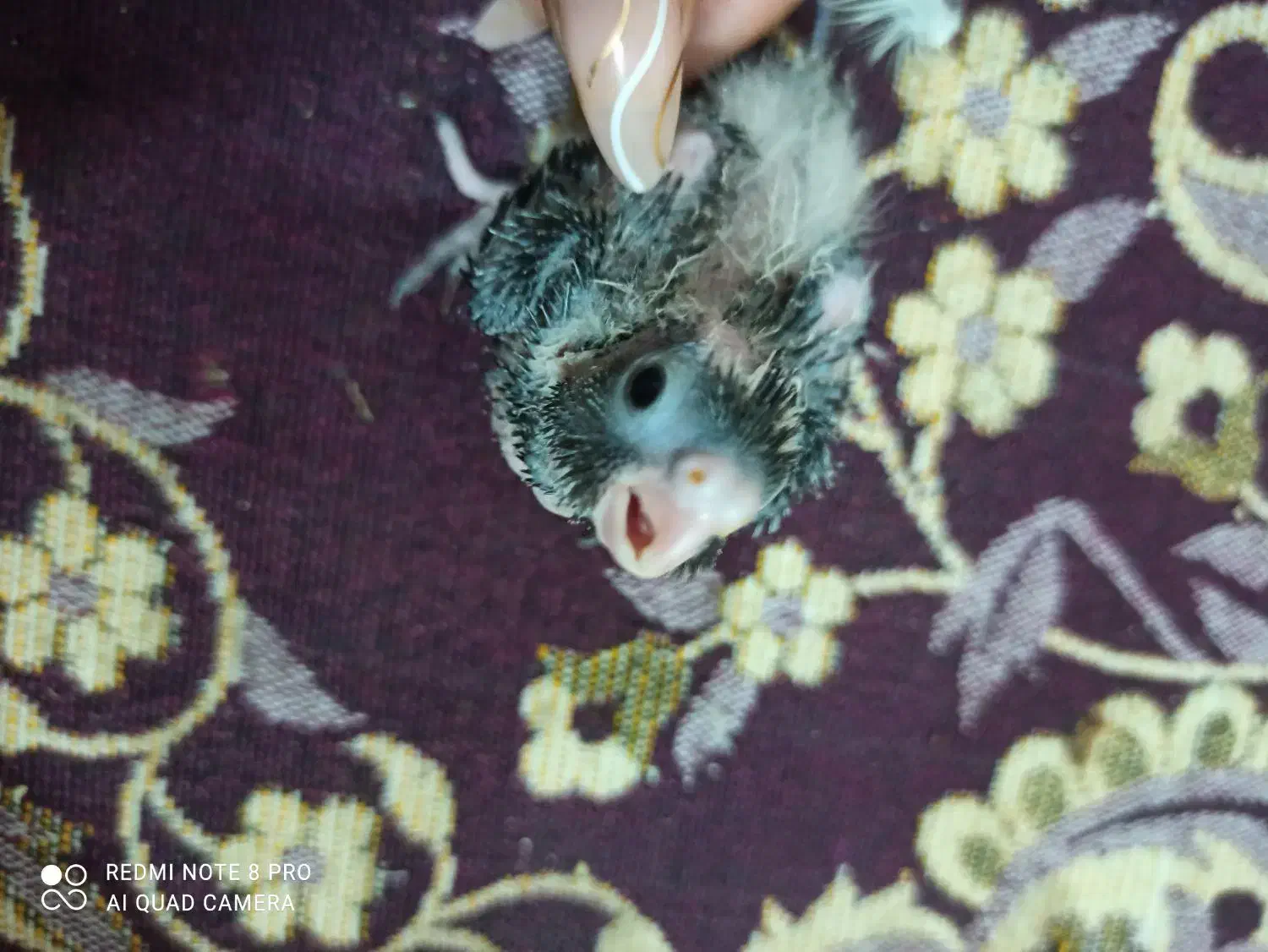 عروس هلندی|پرنده|قم, انسجام|دیوار