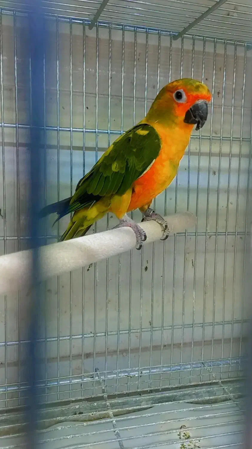 خورشیدی نر جوانه|پرنده|اردکان, |دیوار