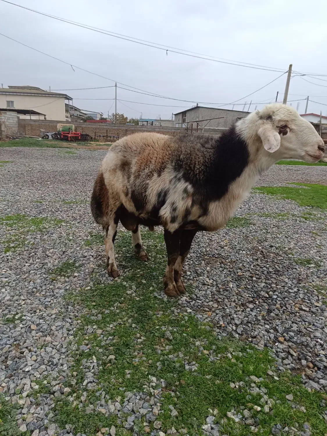 قوچ|حیوانات مزرعه|سیمین شهر, |دیوار