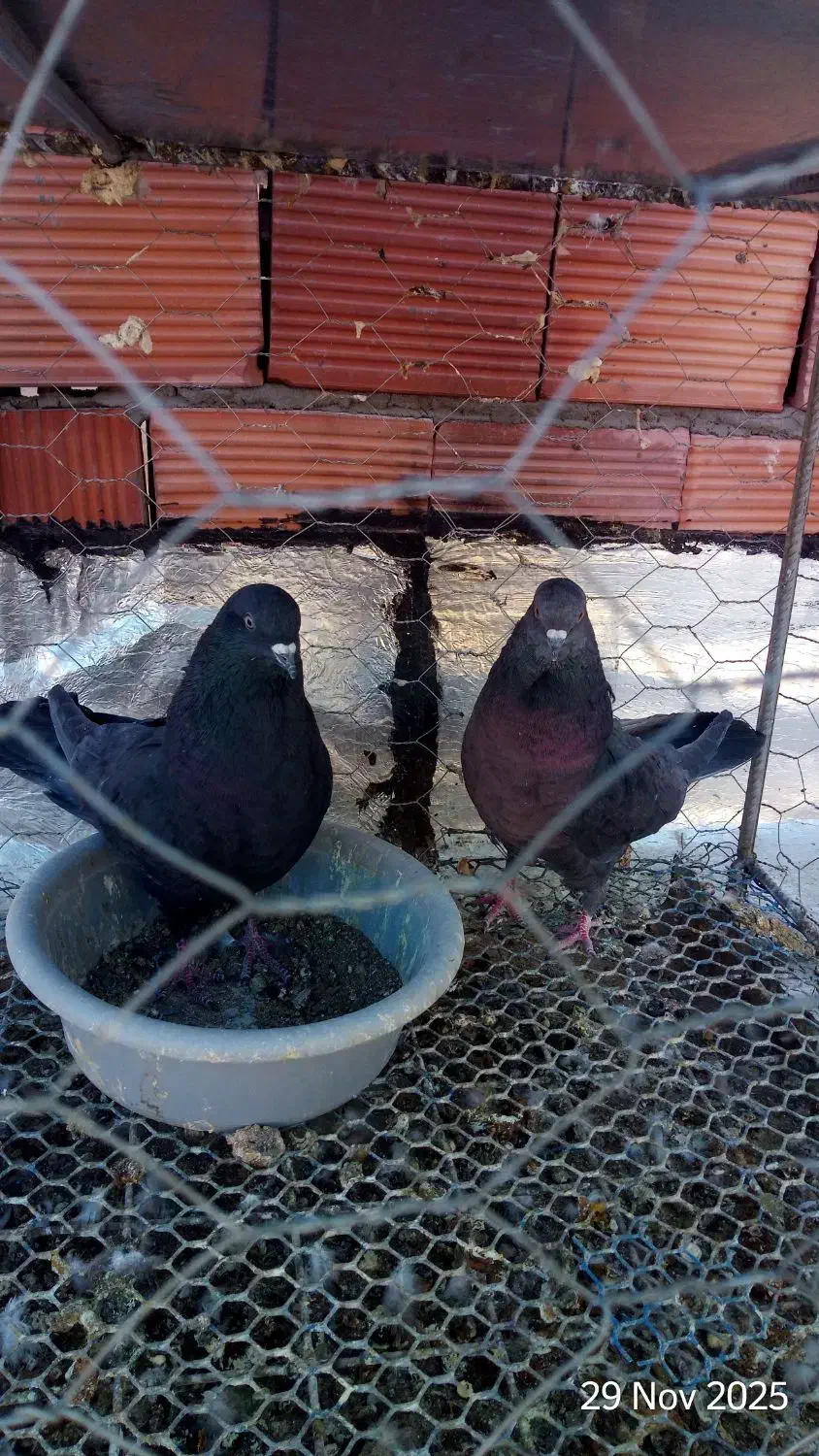 کبوتر سرور و سرخ|پرنده|کرمان, |دیوار