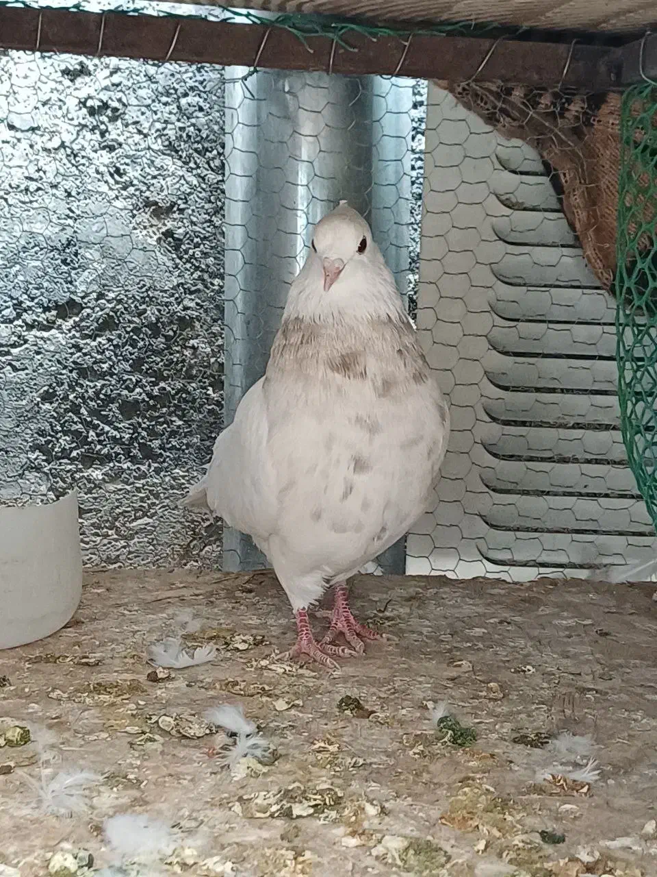 طوق هفرنگ|پرنده|فردوس (خراسان), |دیوار