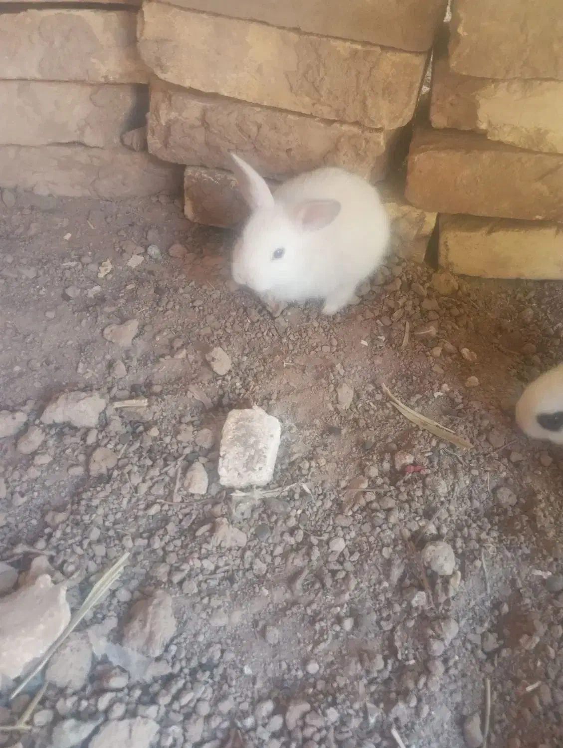 خرگوش|موش و خرگوش|میبد, |دیوار