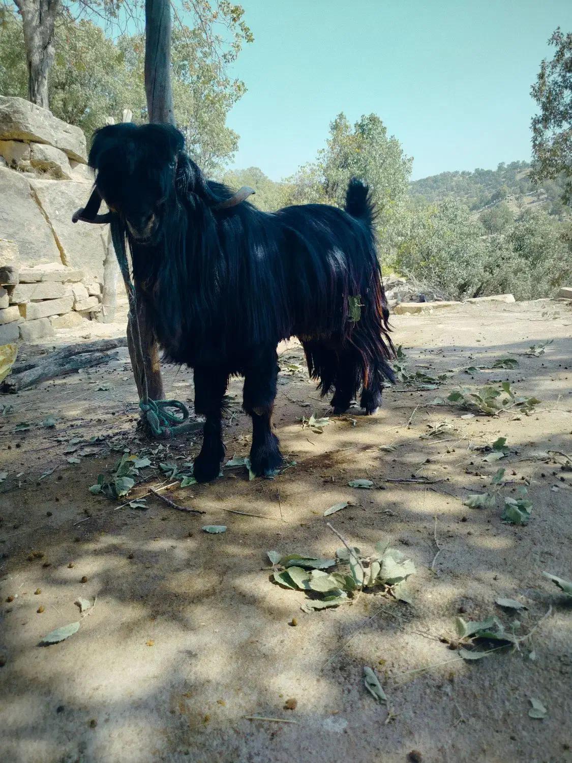 بز وبیگ|حیوانات مزرعه|شوشتر, |دیوار