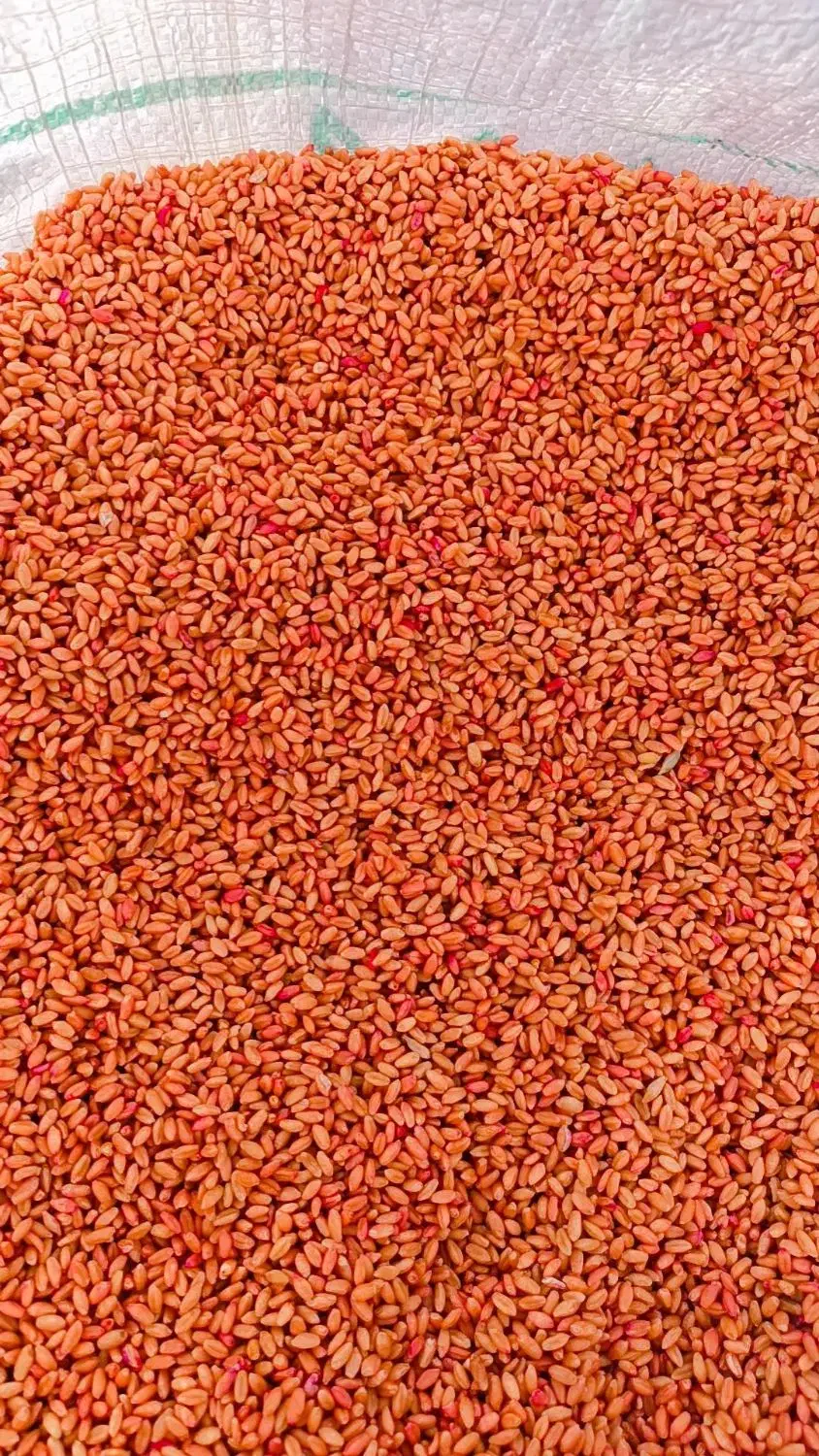 بذر گندم کوهدشت درجه یک|خدمات باغبانی و درختکاری|کلاله, |دیوار