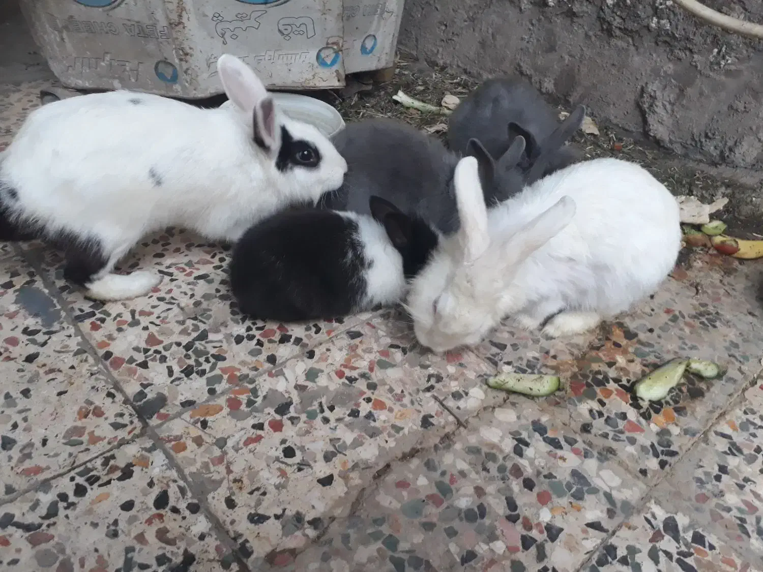 حیوانات خانگی|موش و خرگوش|شوش, |دیوار