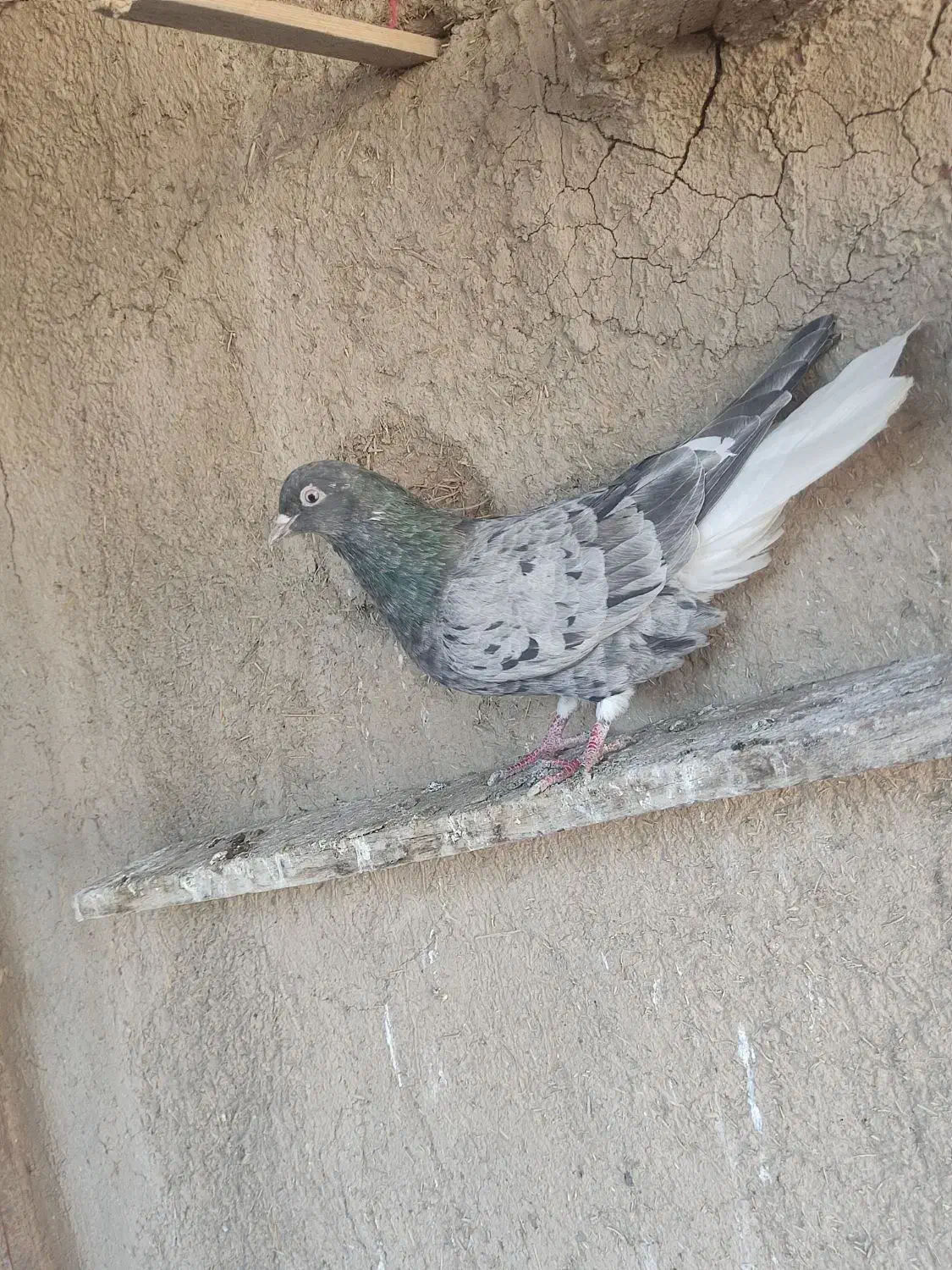 کبوتر|پرنده|اسدآباد, |دیوار