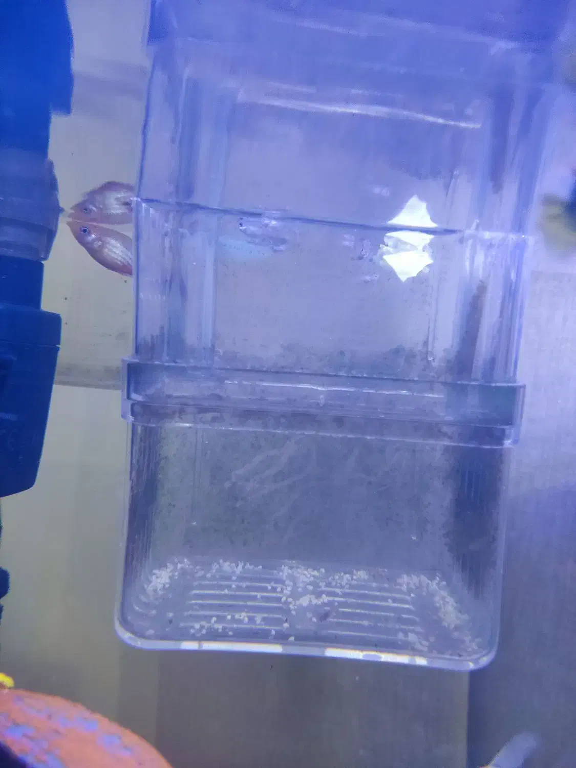 ماهی اکواریومی|ماهی|سنندج, |دیوار