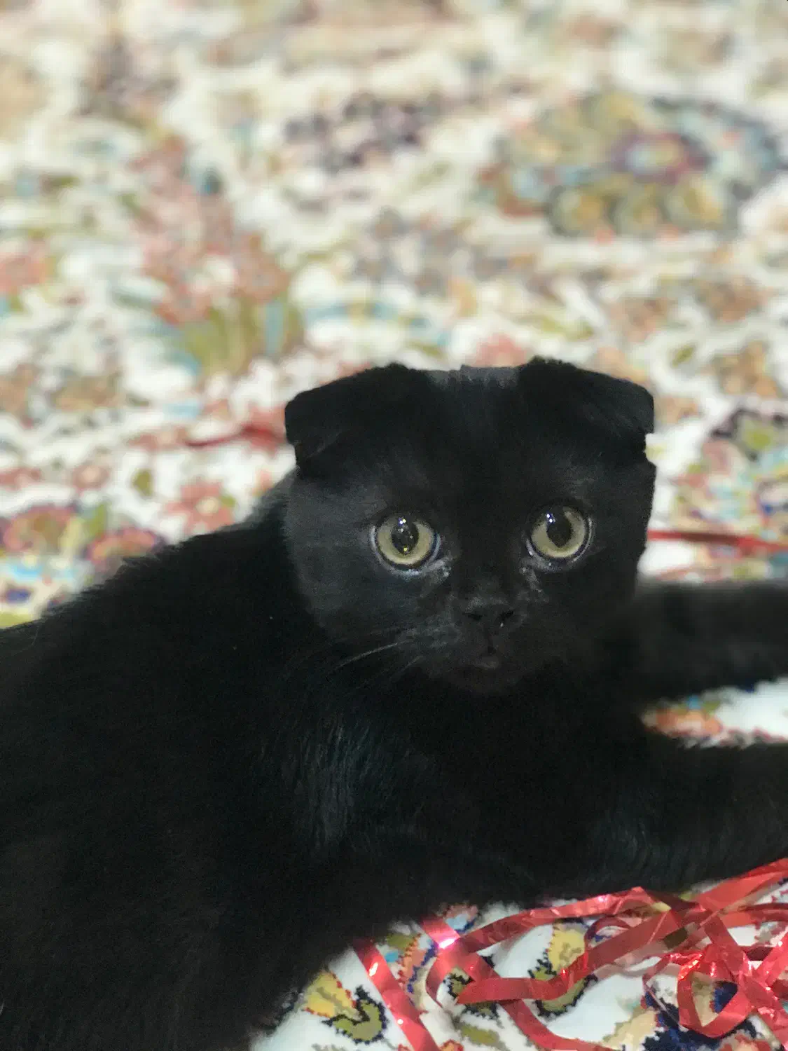 اسکاتیش فولد اصیل|گربه|اردبیل, |دیوار