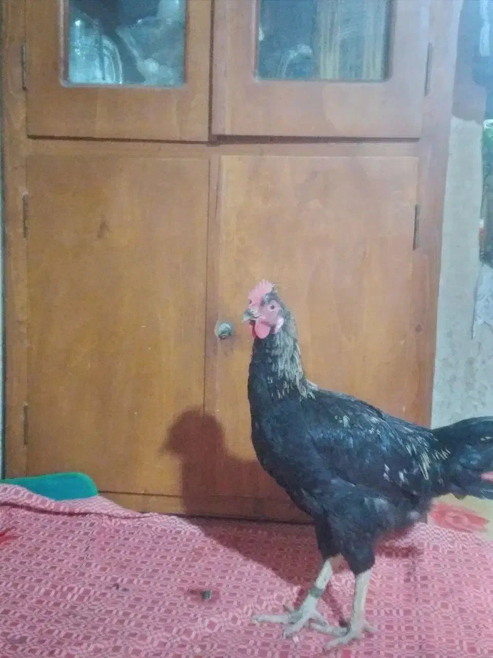 خروس سیاه  اصل محلی|حیوانات مزرعه|کلاله, |دیوار