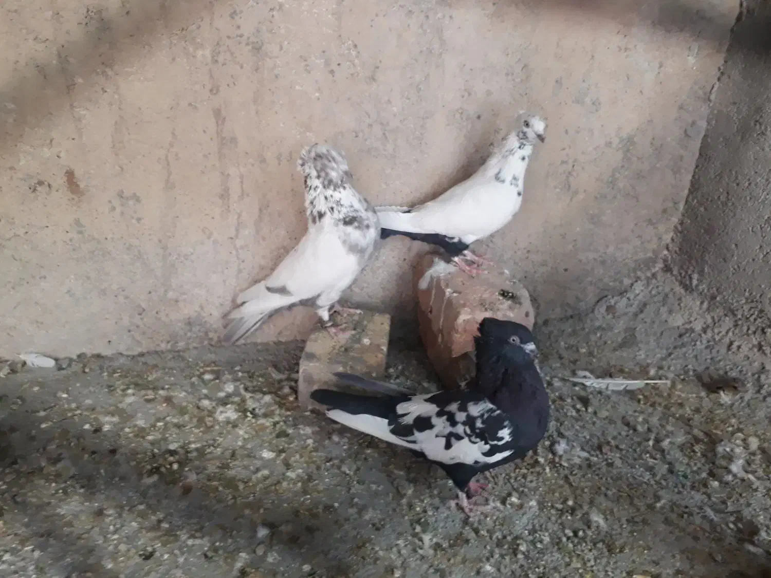 کبوتر دمبی|پرنده|مرودشت, کوشک|دیوار