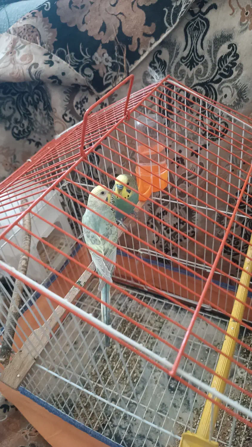 مرغ عشق|پرنده|ایذه, |دیوار