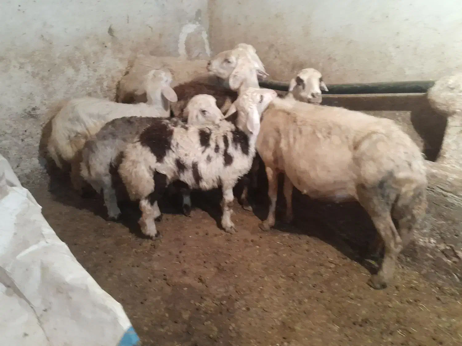 میش وبره وقوچ|حیوانات مزرعه|اشترینان, |دیوار