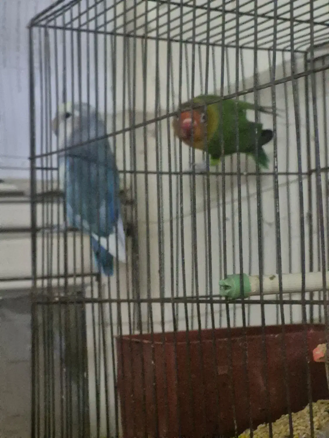 طوطی برزیلی|پرنده|بهبهان, |دیوار