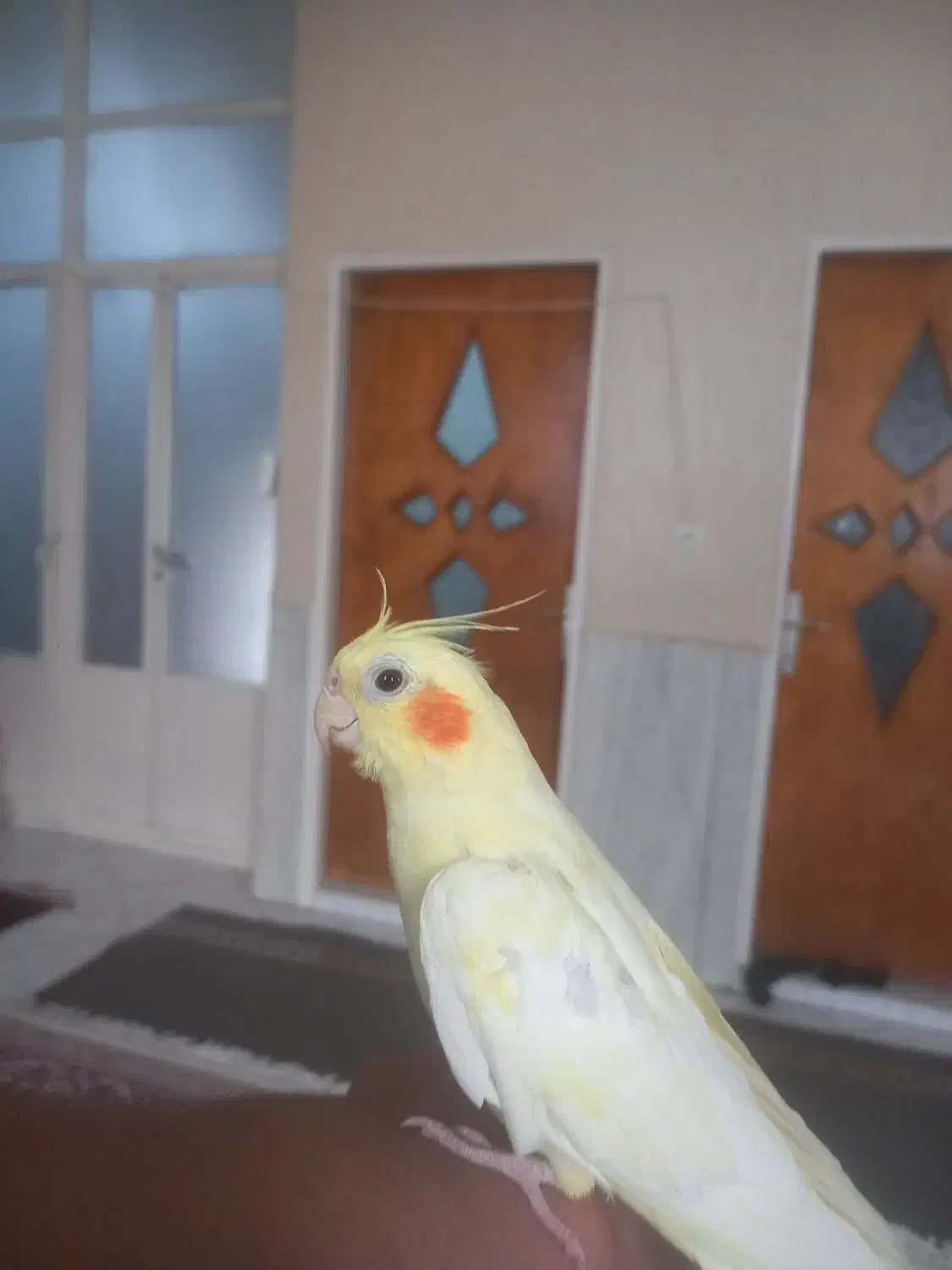 عروس هلندی|پرنده|ری, هاشمآباد|دیوار