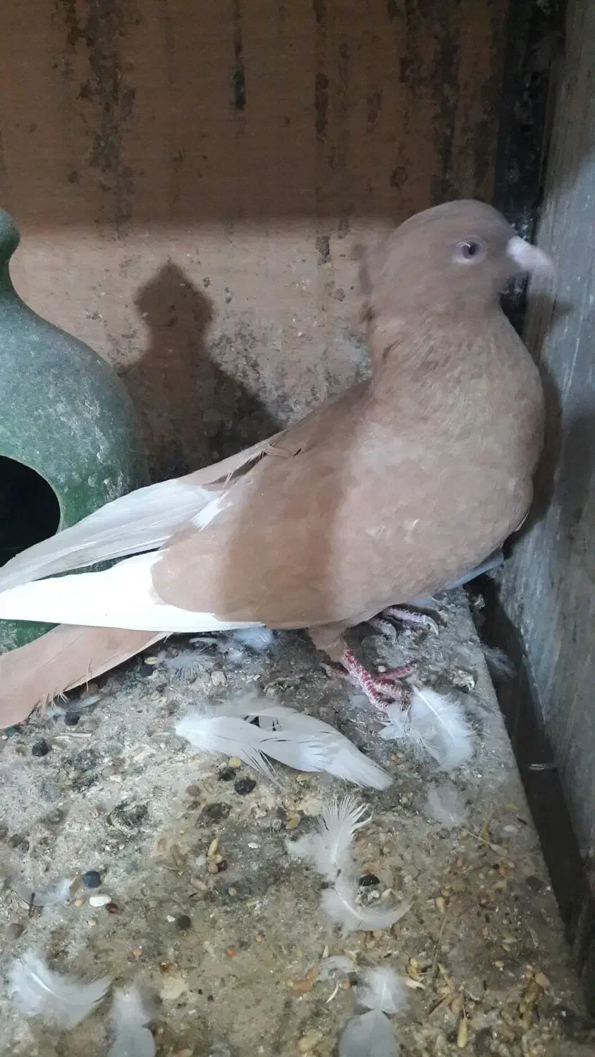 قارا زرد|پرنده|قزوین, |دیوار