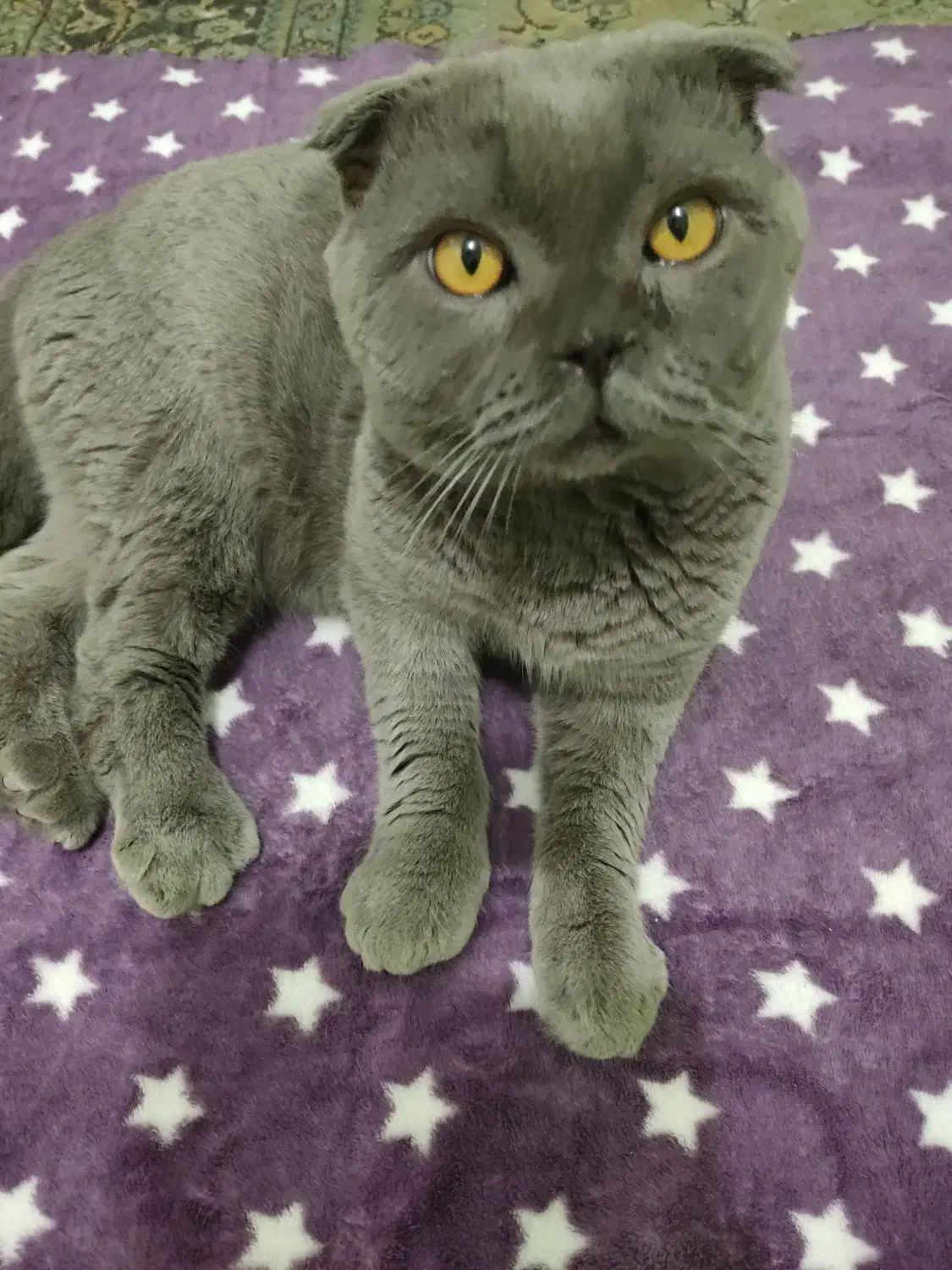 اسکاتیش نر دبل فولد|گربه|تربت جام, حافظ|دیوار