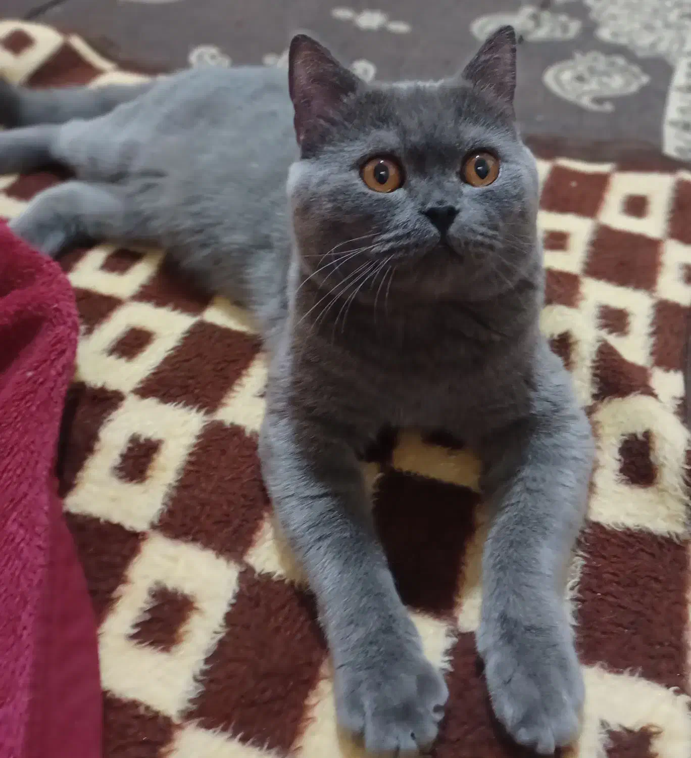 اسکاتیش نر آماده جفت گیری|گربه|مشهد, قائم|دیوار