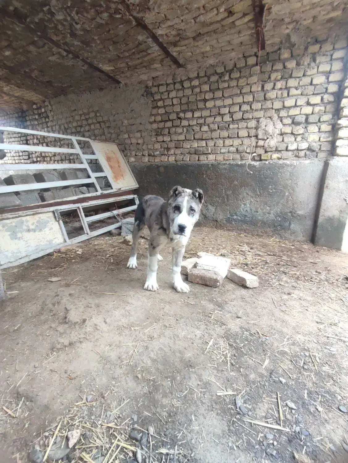 حیوانات|سگ|مشهد, میان ولایت|دیوار