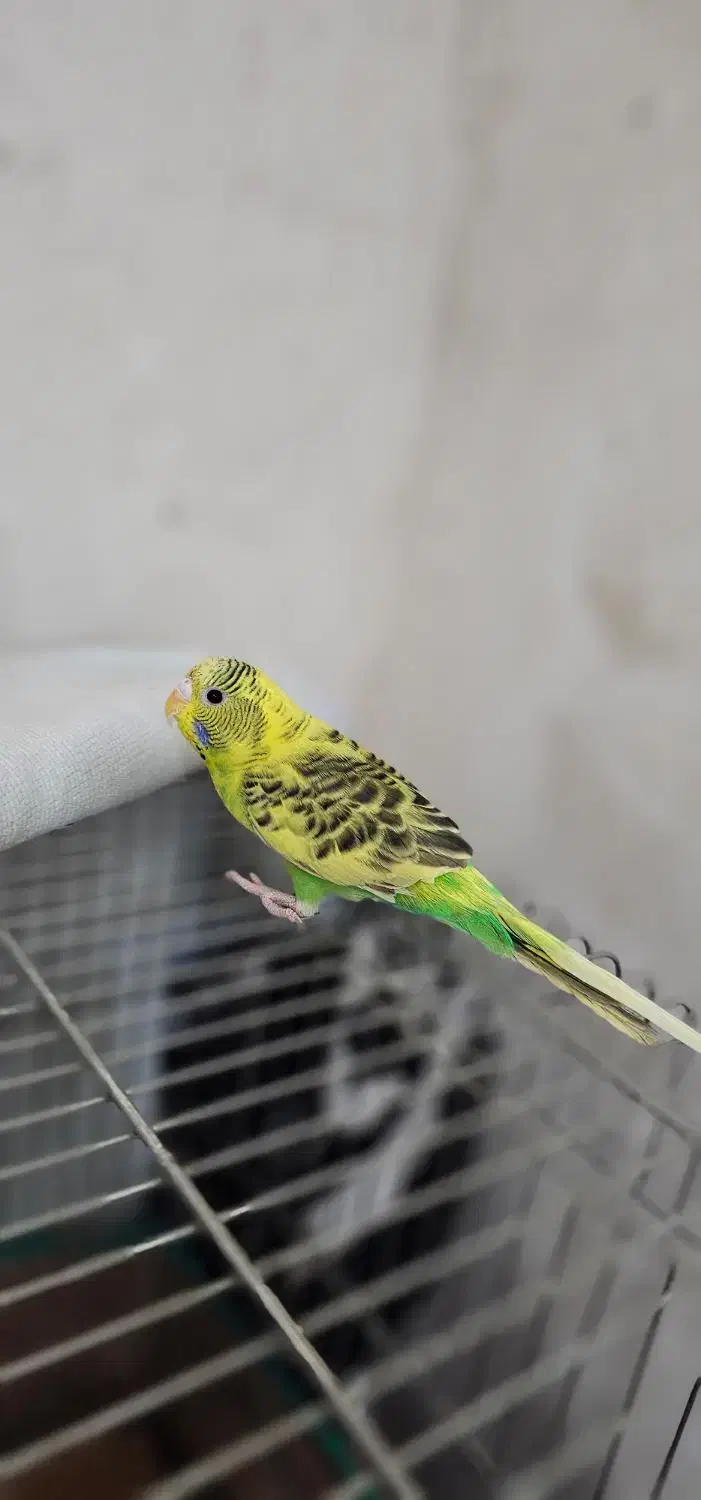 عروس هلندی ومرغ عشق|پرنده|شادگان, |دیوار