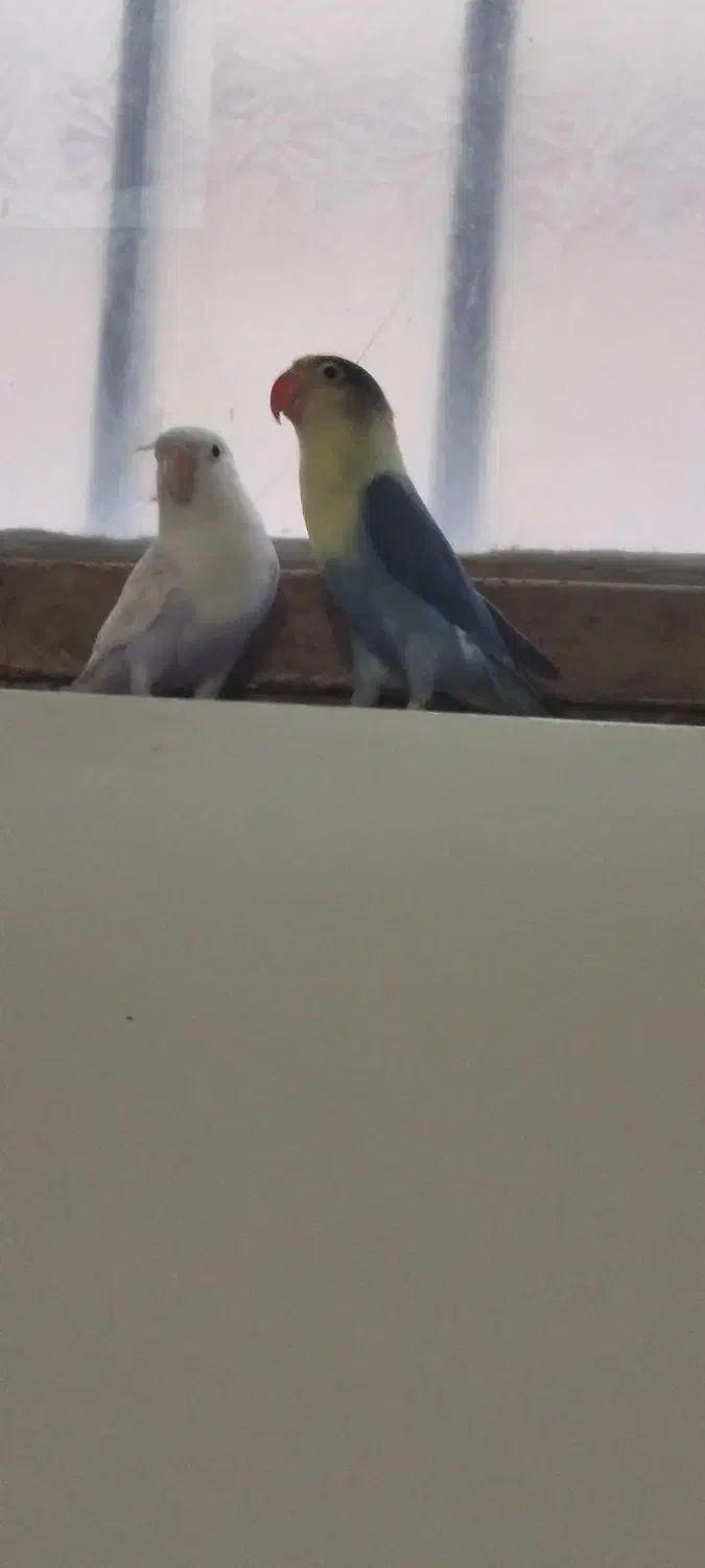 طوطی کوتوله|پرنده|زاهدان, |دیوار