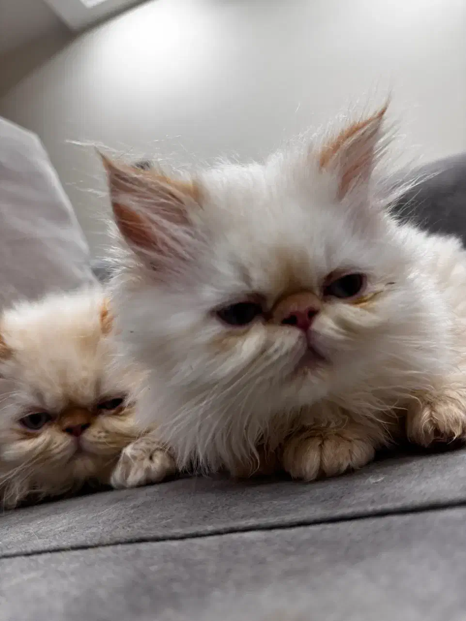 بچه گربه هیمالیا رد نویز|گربه|کیش, |دیوار