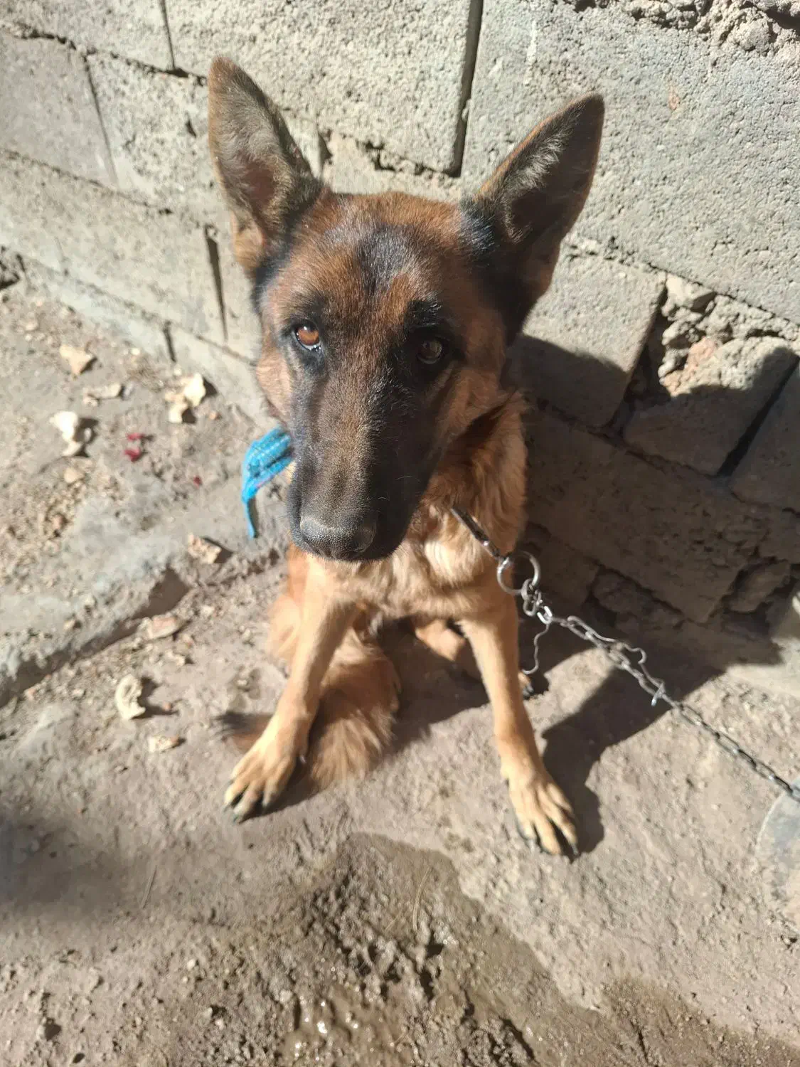 شهرکرد|سگ|لاران, |دیوار