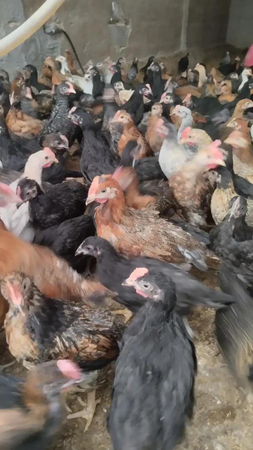 جوجه محلی|حیوانات مزرعه|مرودشت, محمد آباد|دیوار